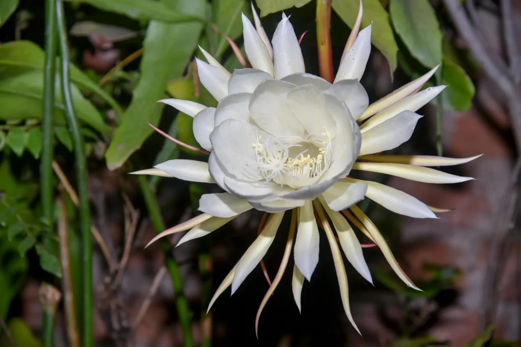 Brahma Kamal Plant Vastu