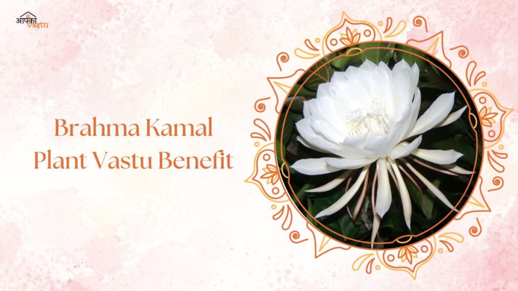 Brahma Kamal Plant Vastu