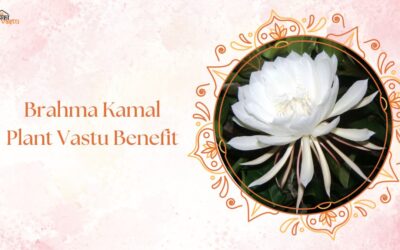 Brahma Kamal Plant Vastu