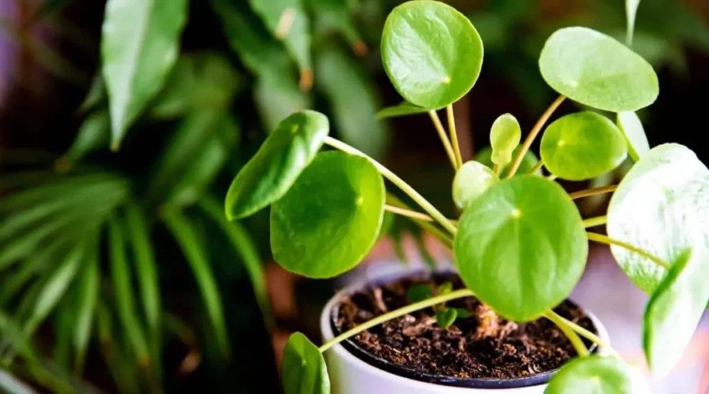 Chinese Money Plant