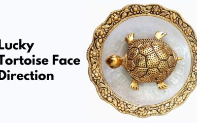 Lucky Tortoise Face Direction according to Vastu and feng Shui