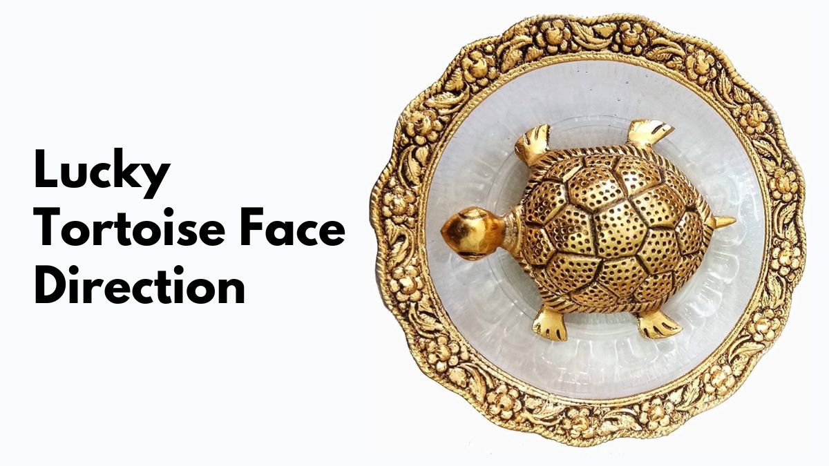 Lucky Tortoise Face Direction according to Vastu and feng Shui