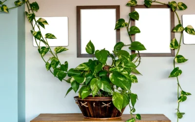 Money Plant Vastu Tips