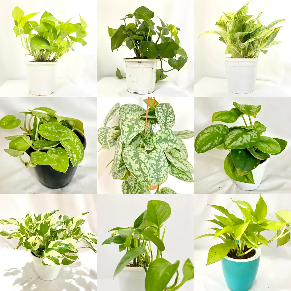 Money Plant varieties 2