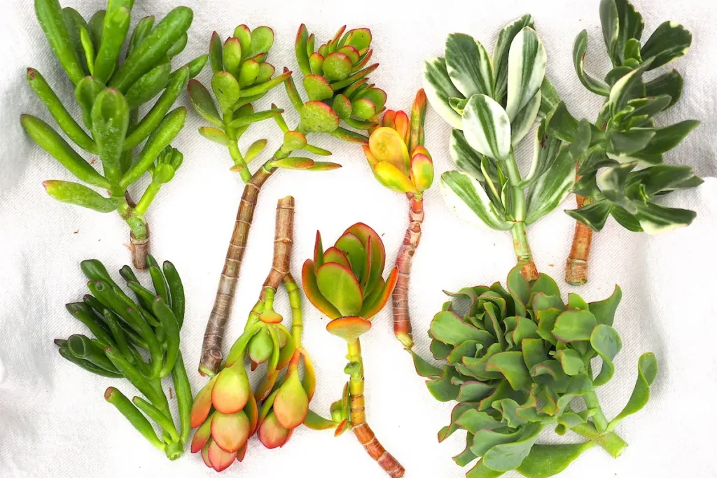 Jade Plant Vastu Tips