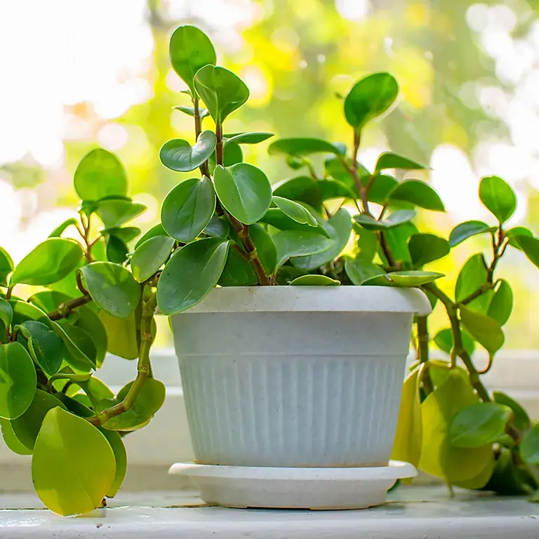 Jade Plant Vastu Tips