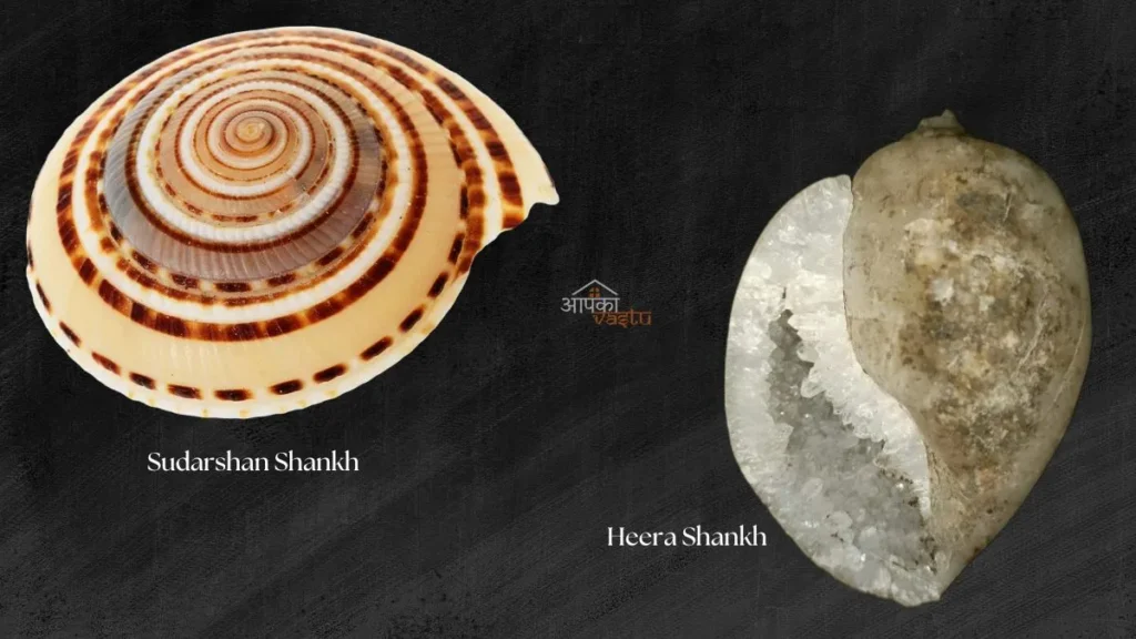 Best Shankh for Home